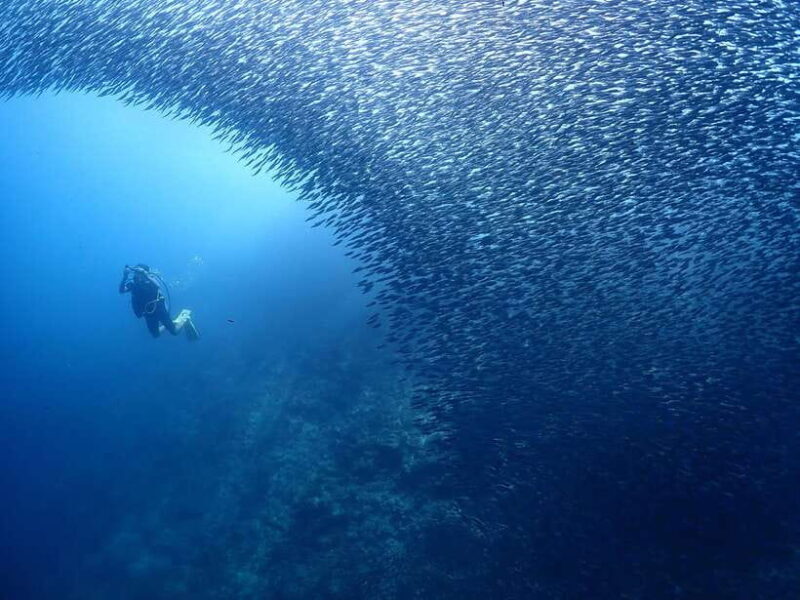 Cebu: Beach Scuba Diving Experience - What to Expect from the Dive