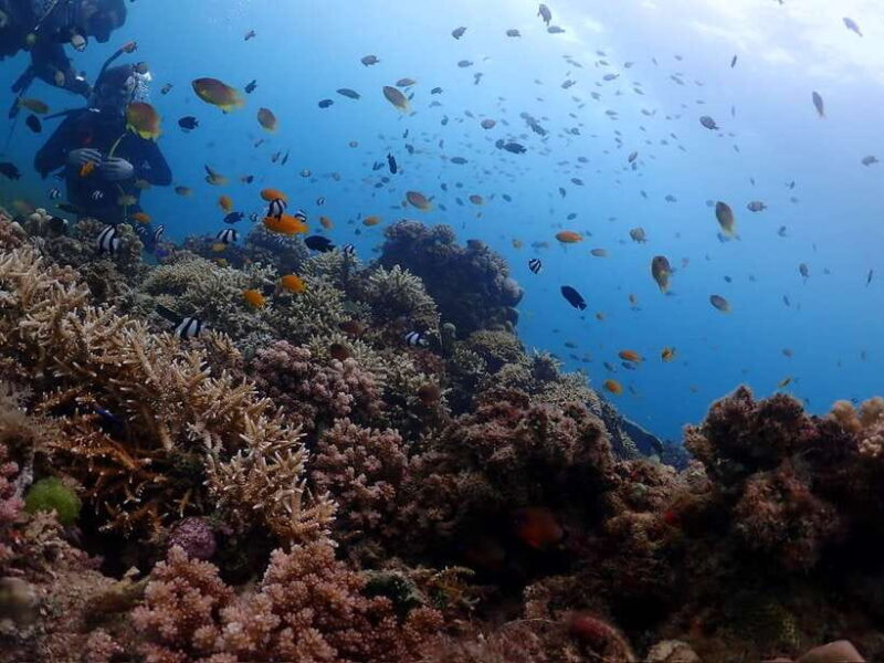 Cebu: Beach Scuba Diving Experience - The Sum Up
