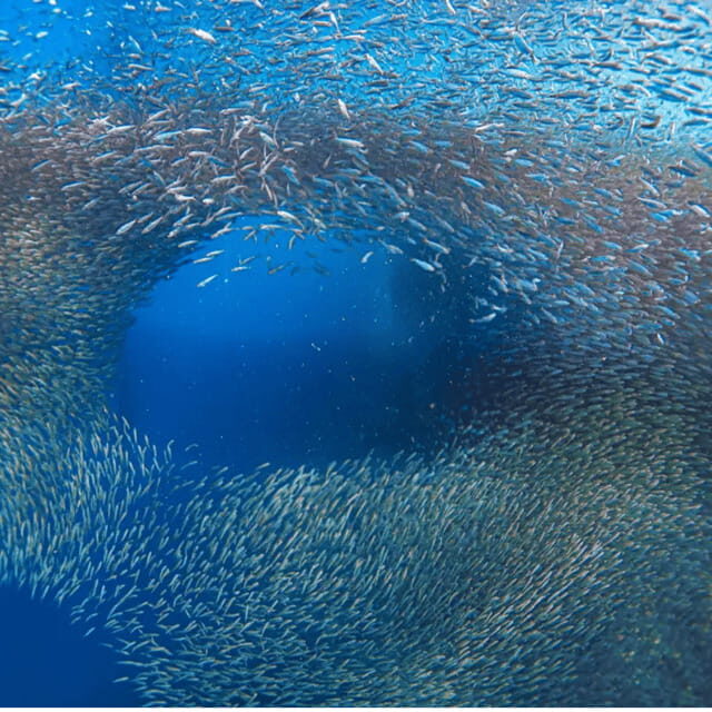 Cebu BEST: Sumilon, Whaleshark and Turtle Snorkeling Tour - Why We Think This Tour Could Be a Great Choice