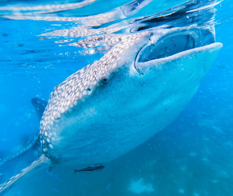 Cebu BEST: Sumilon, Whaleshark and Turtle Snorkeling Tour - Final Thoughts
