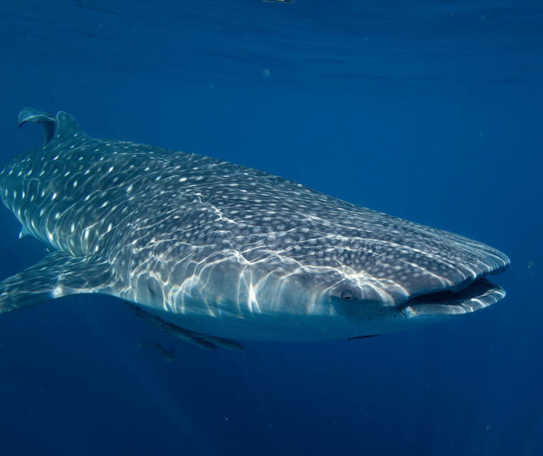 Cebu BEST: Sumilon, Whaleshark and Turtle Snorkeling Tour - FAQs