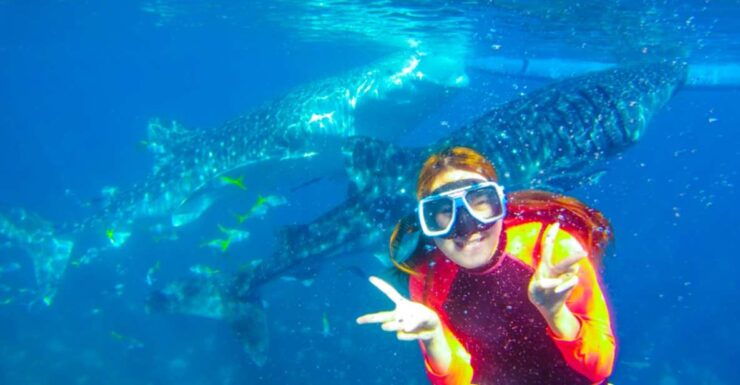 Cebu: Boat Day Trip With Whale Shark Swimming and Lunch - Activity Details and Logistics