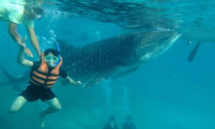Cebu: Boat Day Trip With Whale Shark Swimming and Lunch - Free Cancellation and Flexible Payment