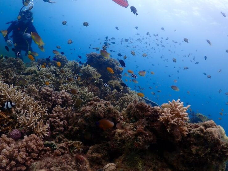 Cebu: Boat Diving Two Dive Tour in Olango Island - Experience and Schedule