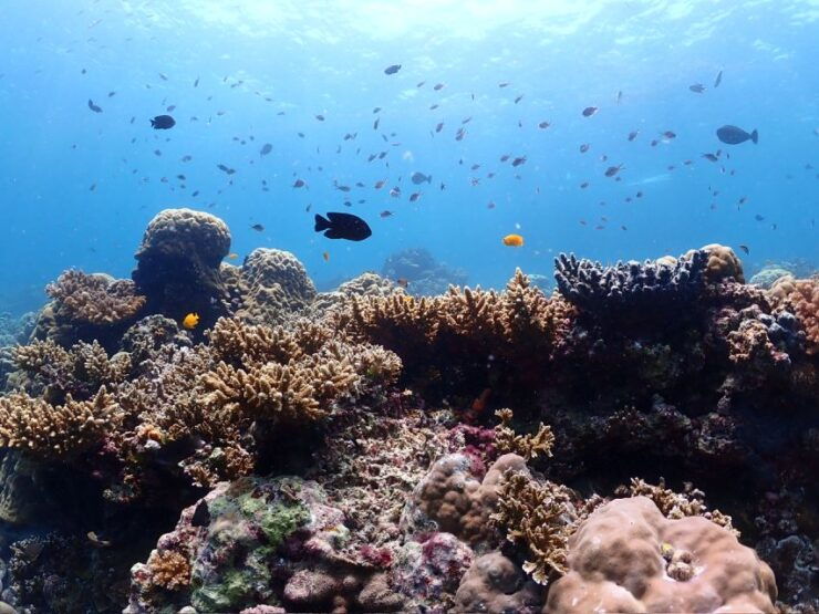 Cebu: Boat Diving Two Dive Tour in Olango Island - Location and Facilities