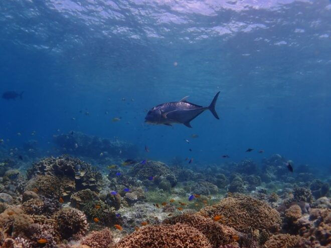 Cebu: Boat Diving Two Dive Tour in Olango Island - Additional Information
