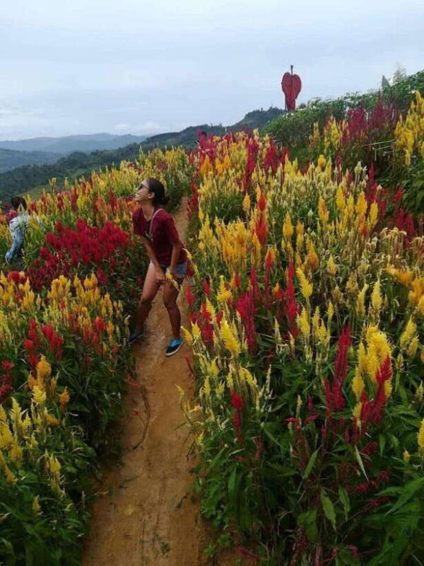 Cebu: City and Highlands Discovery Full-Day Tour with Lunch - Who Would Love This Tour?