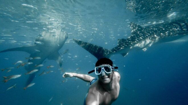 Cebu City: Whale Shark Swimming & Kawasan Falls Canyoneering - Full Description of the Activity