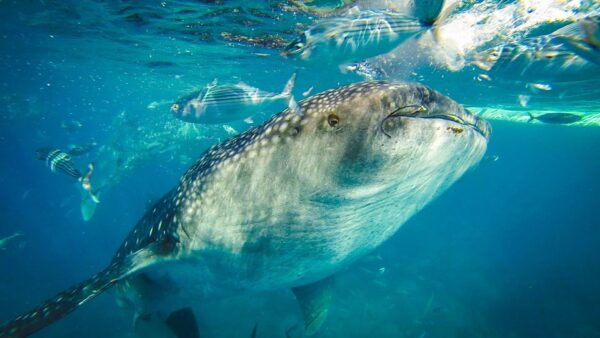 Cebu City: Whale Shark Swimming & Kawasan Falls Canyoneering - The Sum Up and Final Thoughts