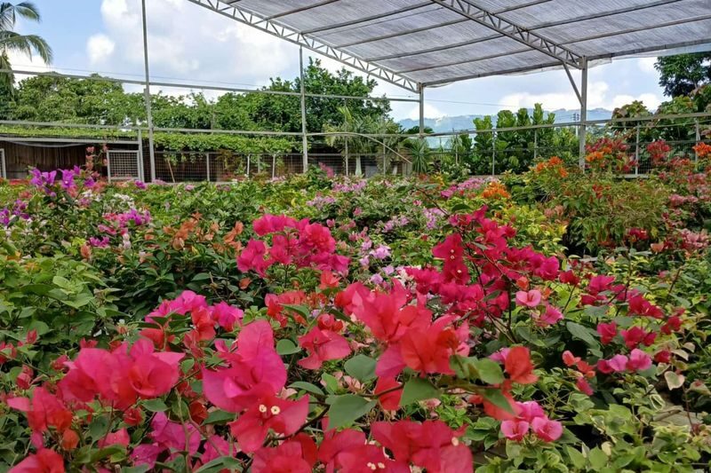 Cebu Farm Life Tour - Who will enjoy this Cebu farm tour