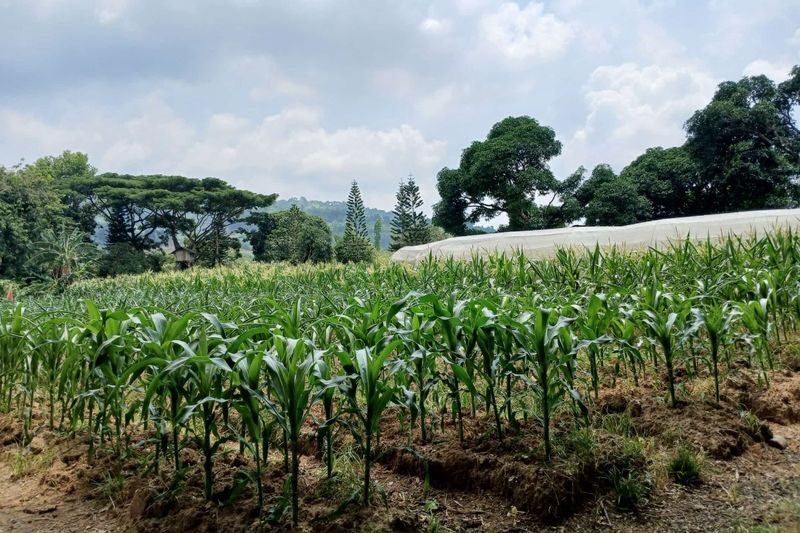 Cebu Farm Life Tour - Practical details before you book