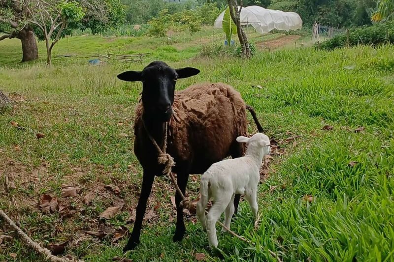 Cebu Farm Life Tour - Should you book the Cebu Farm Life Tour?