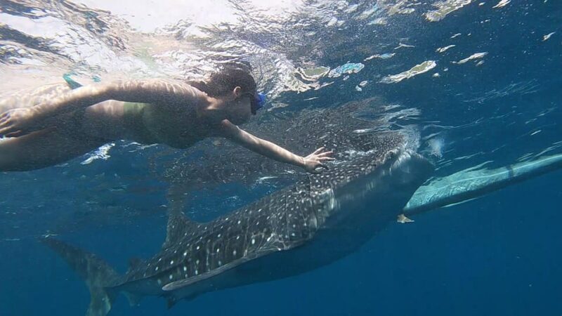 Cebu Group Tour: Whaleshark Watching & Kawasan Canyoneering - Final Thoughts: Who Will Love This Tour?