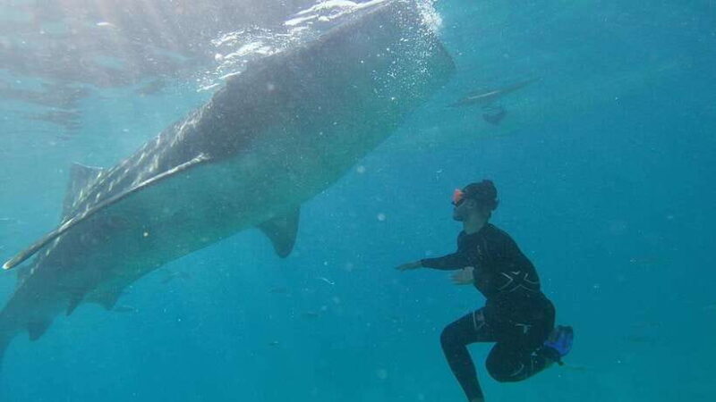 Cebu Group Tour: Whaleshark Watching & Kawasan Canyoneering - FAQ