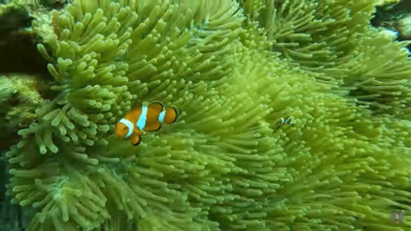 Cebu: Island Hopping Pescador,Sardine Run andTurtle Paradise - An In-Depth Look at What to Expect