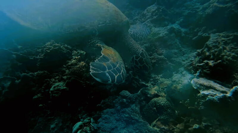 Cebu: Island Hopping Pescador,Sardine Run andTurtle Paradise - FAQ