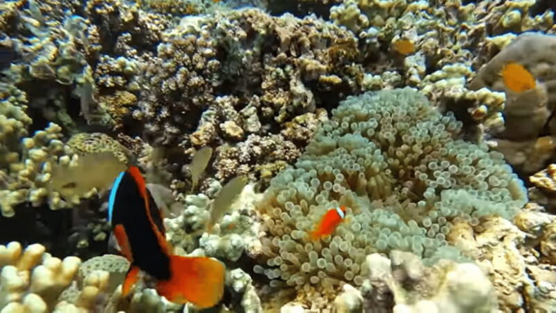 Cebu: Island Hopping Pescador,Sardine Run andTurtle Paradise - Who Will Love This Experience?