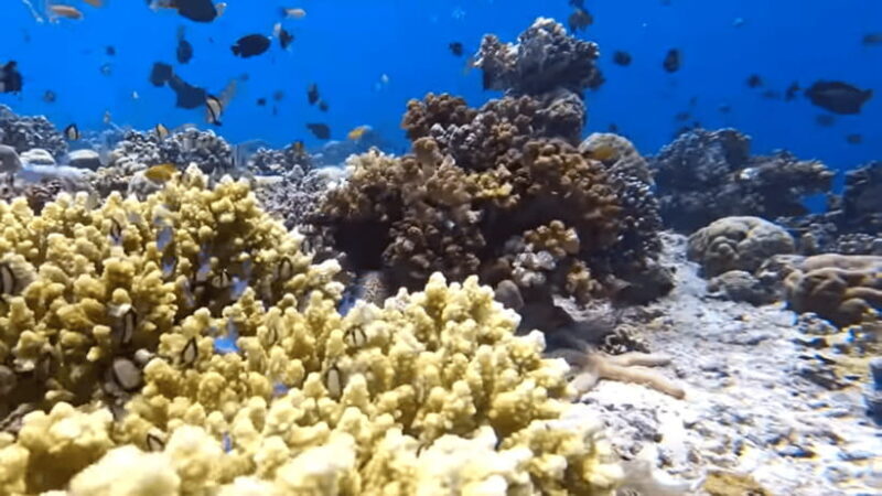 Cebu: Island Hopping Pescador,Sardine Run andTurtle Paradise - FAQ