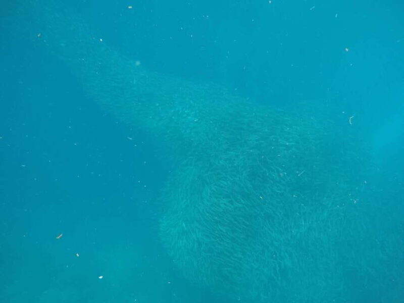 Cebu: Kawasan Canyoneering & Sardines Run and Turtle Chase - A Detailed Look at the Tour Experience