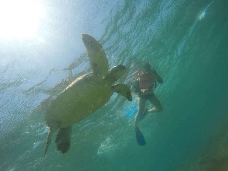 Cebu: Kawasan Canyoneering & Sardines Run and Turtle Chase - Whats Included and Excluded