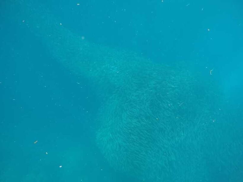 Cebu: Kawasan Canyoneering & Sardines Run and Turtle Chase - FAQs