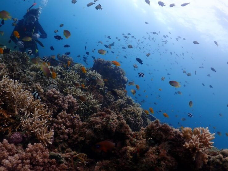 Cebu: Mactan Island Beach Diving ( for Who Has License ) - Underwater Exploration