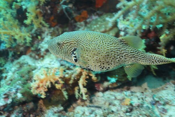 Cebu: Mactan Island Beach Diving ( for Who Has License ) - Convenient Shop Location
