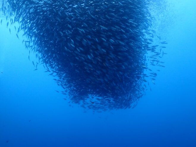 Cebu: Mactan Island Scuba Diving Experience Beach Entry - Common Questions