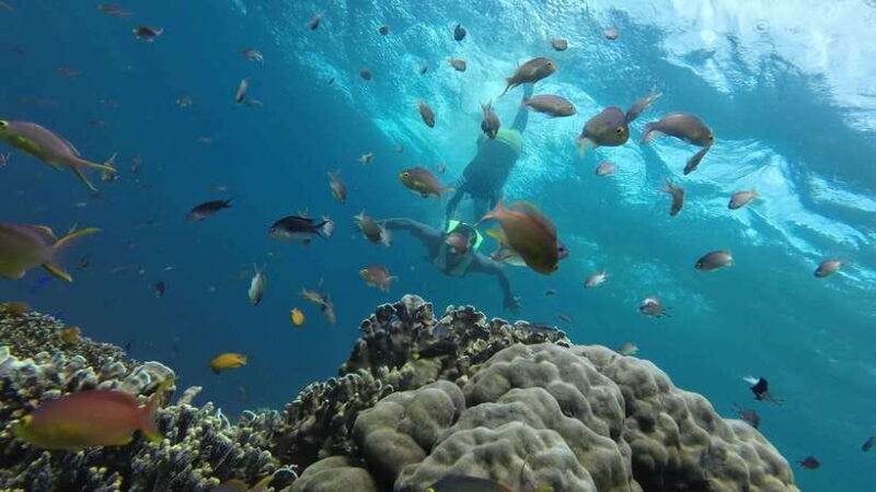 Cebu Moalboal Adventure Combo: Snorkel & Canyoneering +Lunch - A Detailed Look at the Tour