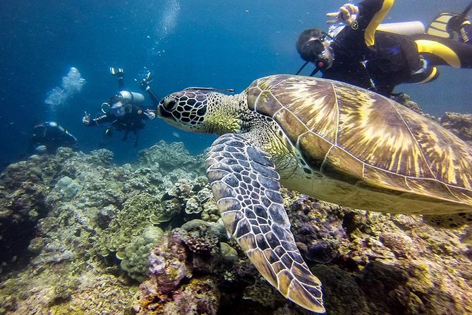 Cebu Moalboal Beach, Sardine Run, Sea Turtle Viewing Canyoneering Tour - Tour Highlights and Itinerary