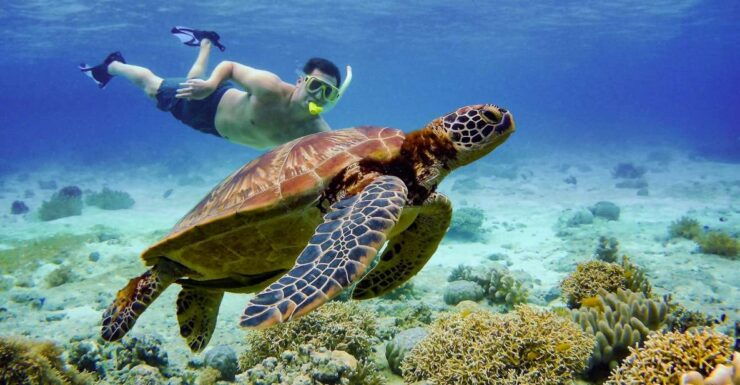 Cebu: Moalboal Island Hopper Cruise With Kawasan Falls Visit - Experience