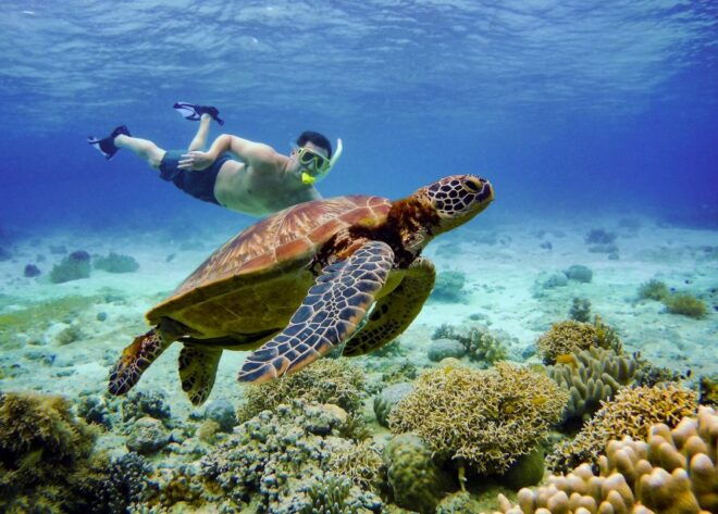 Cebu: Moalboal Island Hopper Cruise With Kawasan Falls Visit - Inclusions