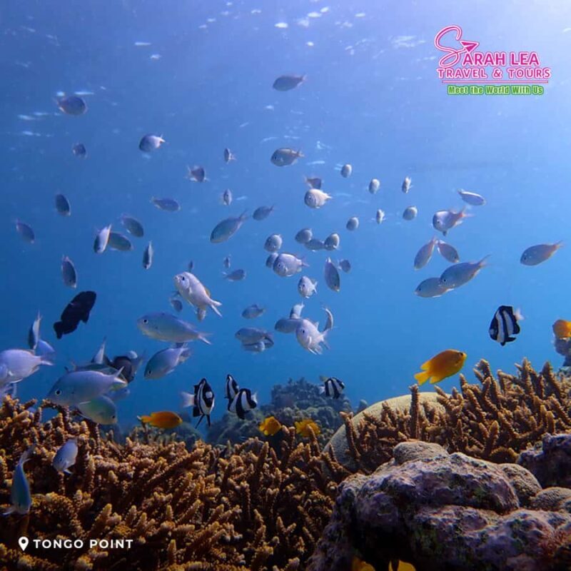 Cebu: Moalboal & Kawasan Canyoneering Adventure - Introduction