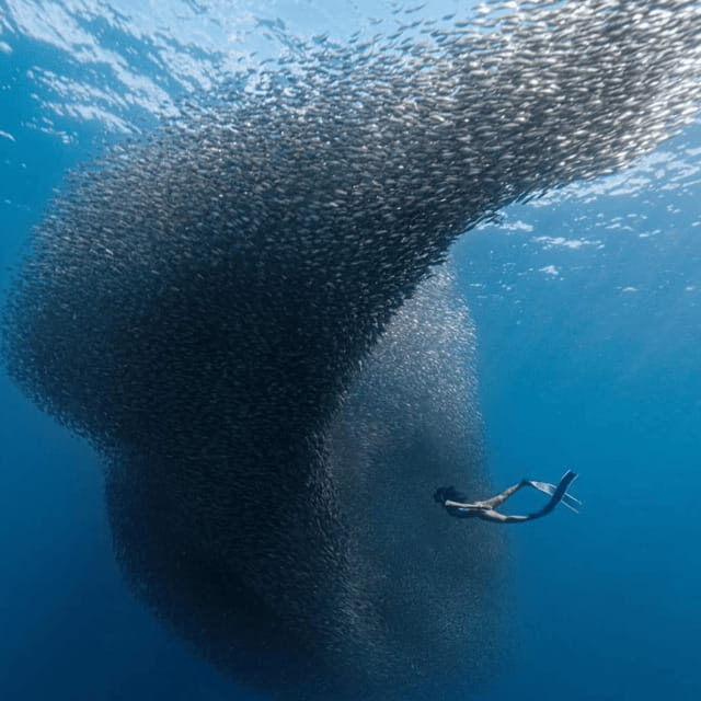 Cebu: Moalboal - Kawasan Day Tour with Badian Canyoneering - An In-Depth Look at the Tour