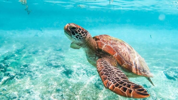 Cebu: Moalboal Sardine Run and Turtle Snorkeling Adventure - Activity Details