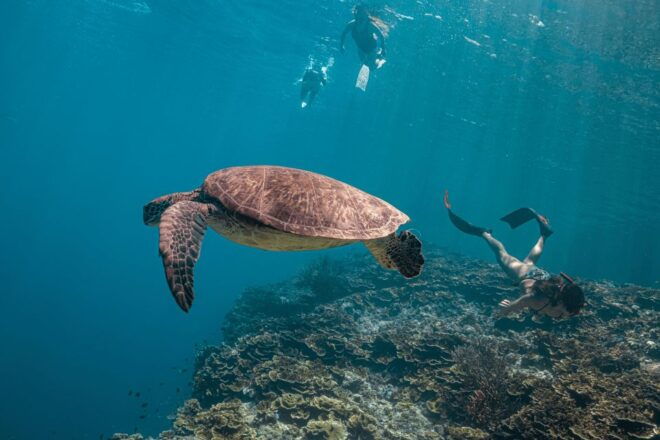 Cebu: Moalboal Sardine Run and Turtle Snorkeling Adventure - Beach and Relaxation