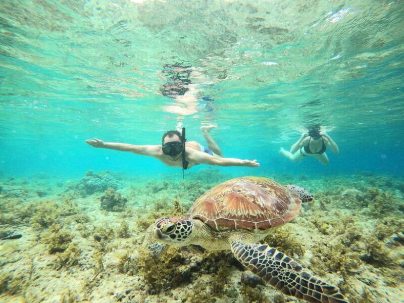 Cebu: Moalboal Sardines Run Snorkel & Kawasan Canyoneering - Food and Transportation