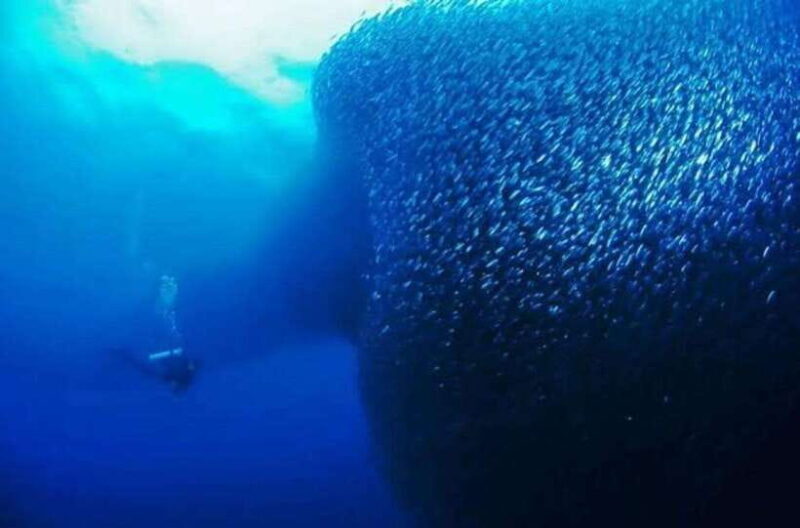 Cebu: Moalboal Scuba Diving, Sardines Run & Pescador Snorkel - Introduction