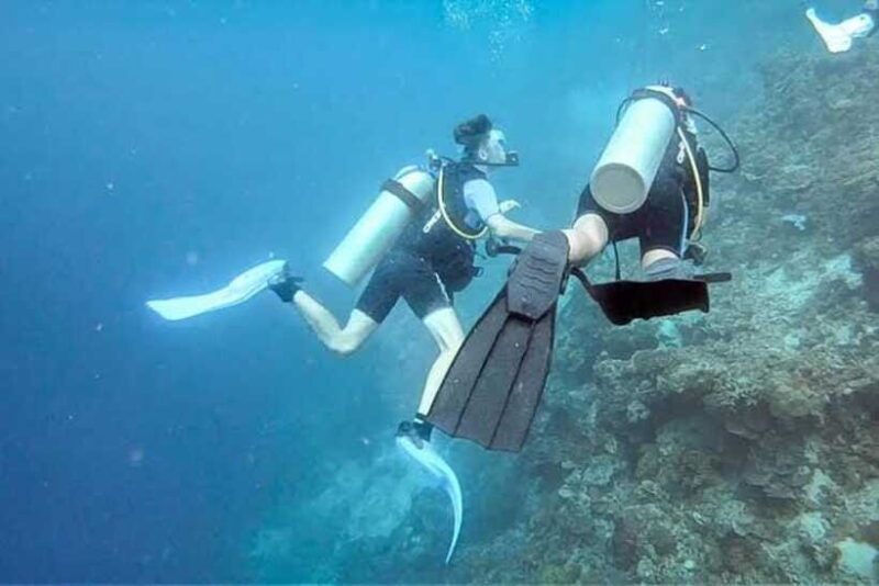 Cebu: Moalboal Scuba Diving, Sardines Run & Pescador Snorkel - The Transport and Logistics