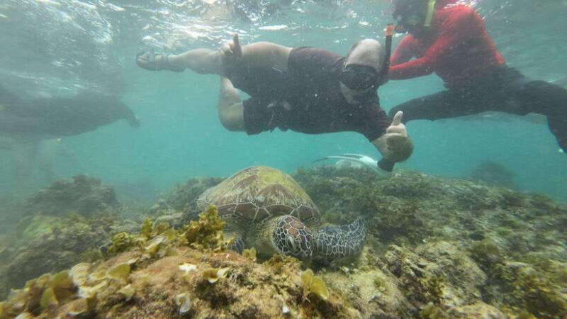 Cebu: Moalboal Snorkeling & Kawasan Canyoneering Adventure - Exploring the Itinerary in Detail