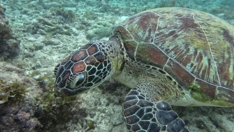 Cebu: Moalboal Snorkeling, Mantayupan Falls & ATV Adventure - Final Thoughts