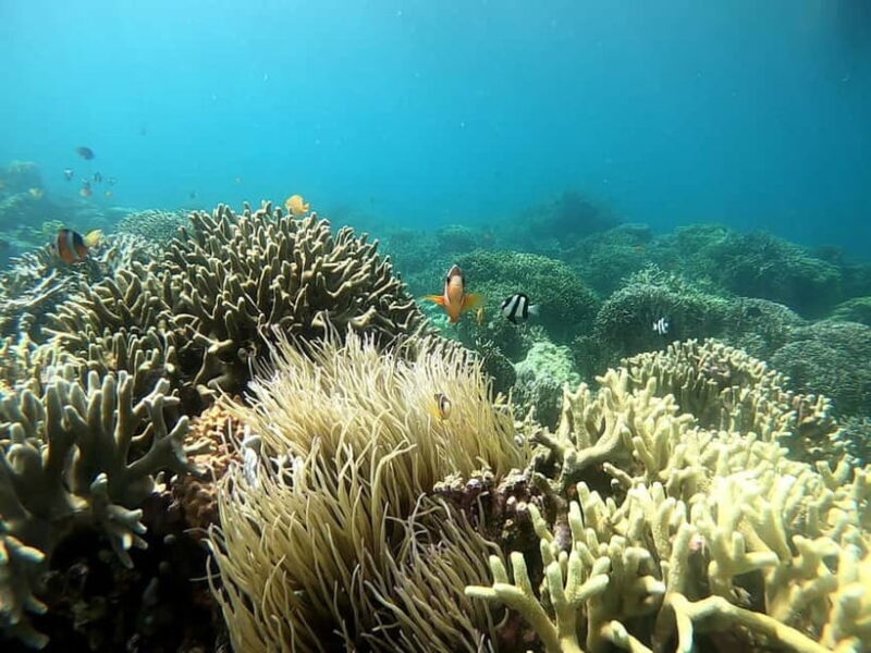 Cebu: Moalboal Snorkeling, Mantayupan Falls & ATV Adventure - Frequently Asked Questions