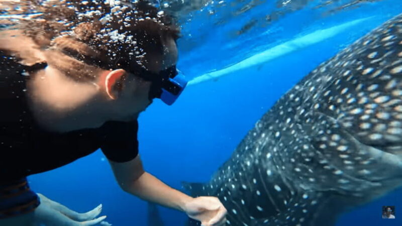 Cebu: Oslob Whale Shark and Moalboal Snorkeling Adventure - Introduction: Why This Tour Is Worth Considering