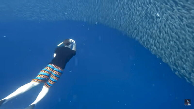 Cebu: Oslob Whale Shark and Moalboal Snorkeling Adventure - The Value of This Experience