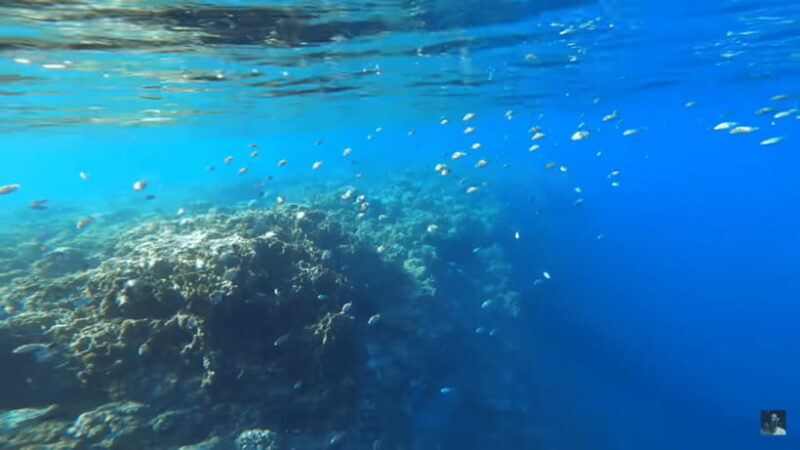 Cebu: Oslob Whale Shark and Moalboal Snorkeling Adventure - Practical Tips for Making the Most of Your Day