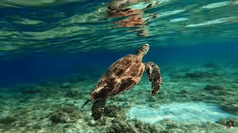 Cebu: Oslob Whale Shark and Moalboal Snorkeling Adventure - Final Thoughts: Is This Tour Right for You?