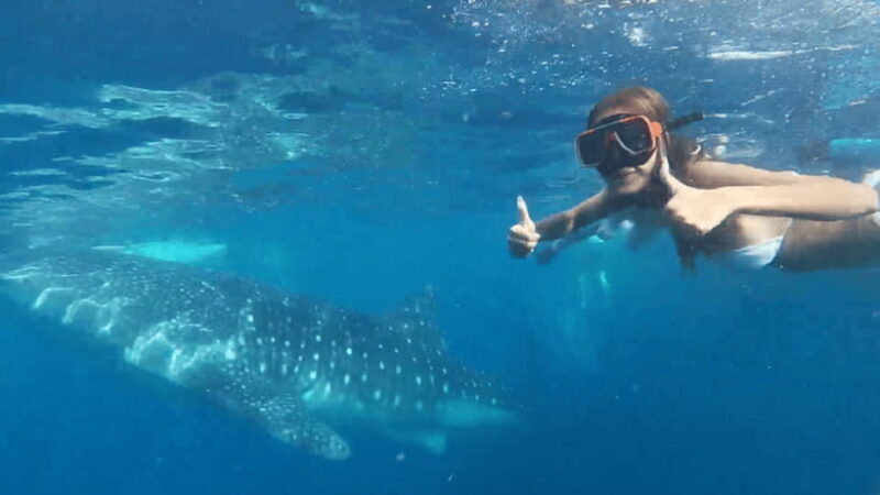 Cebu: Oslob Whale Shark and Moalboal Snorkeling Tour - Good To Know