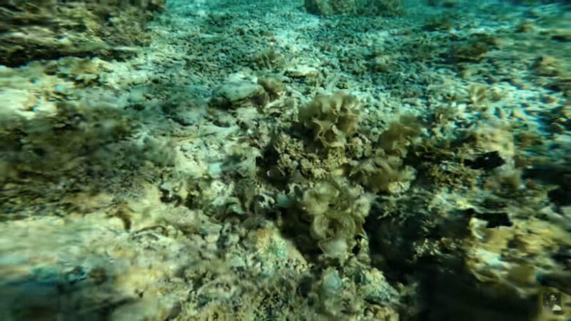 Cebu: Oslob Whale Shark and Moalboal Snorkeling Tour - Pricing and Value