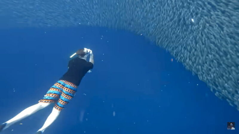 Cebu: Oslob Whale Shark and Moalboal Snorkeling Tour - The Sum Up