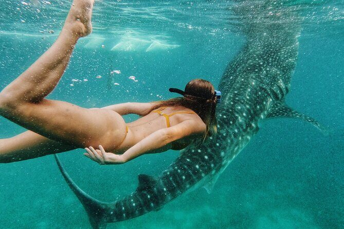 Cebu: Oslob Whale Shark Encounter & Sumilon Island Day Tour - Good To Know